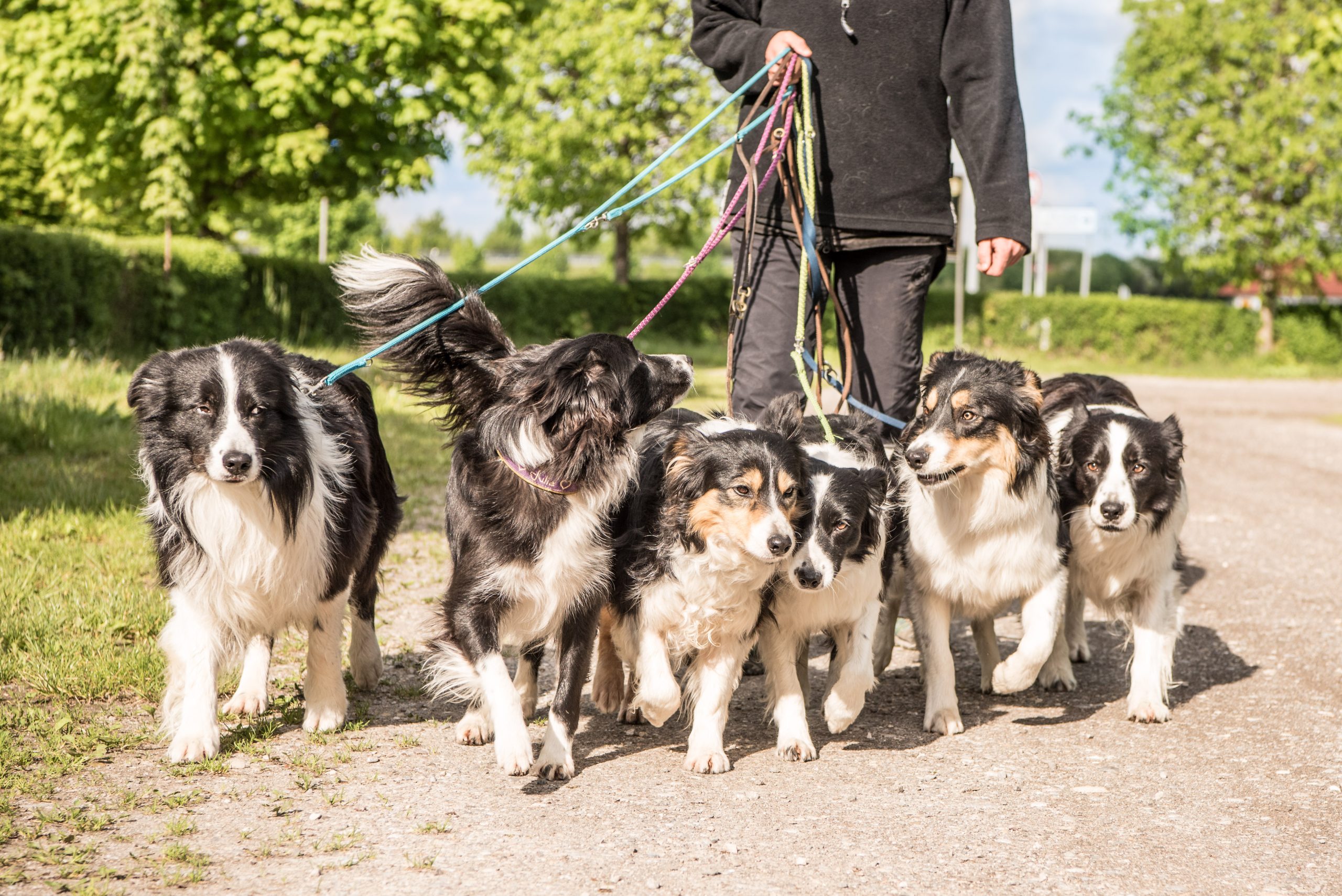 Walk,With,Many,Border,Collies,On,A,Leash